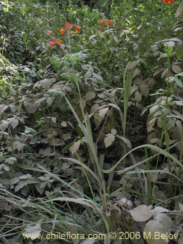 Image of Crocosmia x (Montbretia / Ballica). Click to enlarge parts of image.